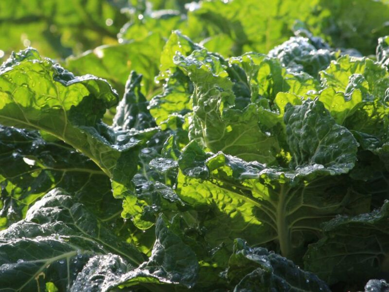 A light frost may affect flavor