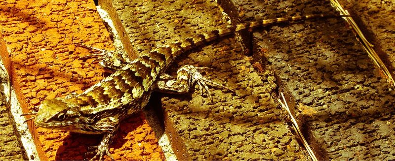 A lizard near a woodpile does not prove the pile drew it A lizard near a woodpile does not prove the pile drew it