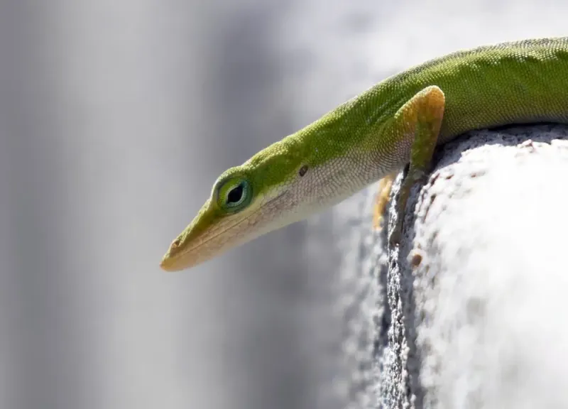 A lizard sighting is not a yard-health score
