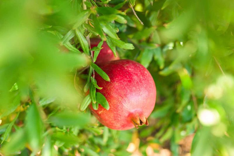 A long-standing California crop, not a verified new trend