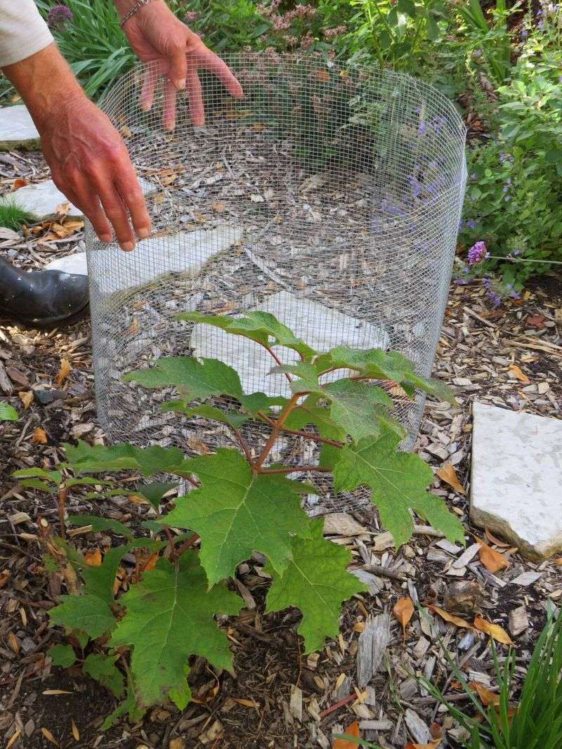 A loose leaf-filled cage may shelter vulnerable stems A loose leaf-filled cage may shelter vulnerable stems