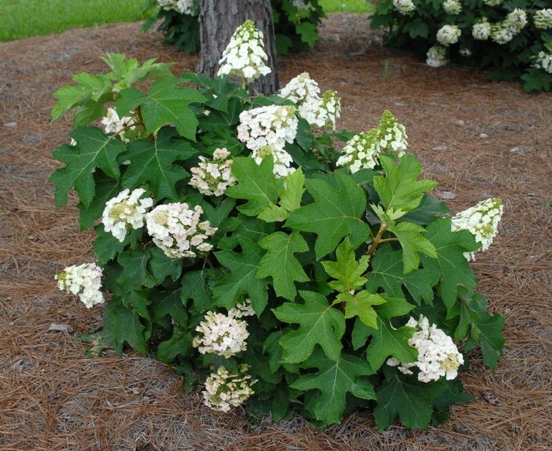 A lower-watering choice, with conditions