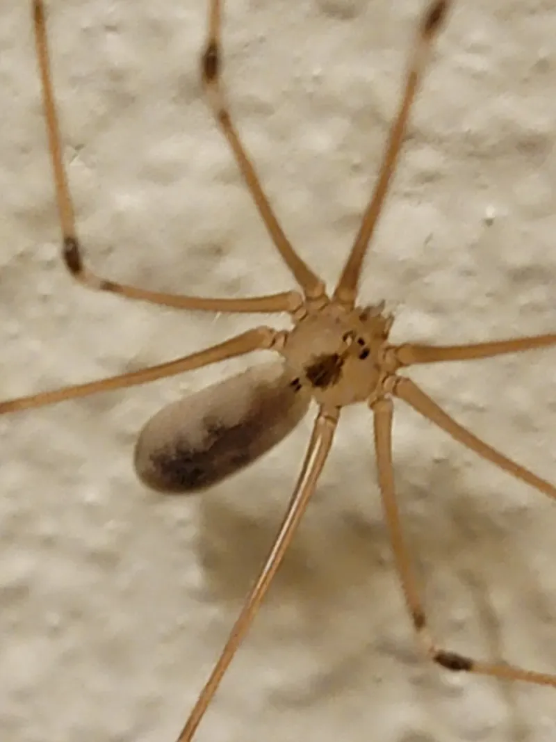 A mark or wound cannot confirm a recluse bite