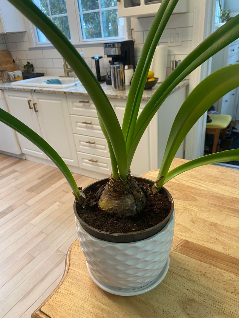 A missed bloom does not prove the bulb rotted A missed bloom does not prove the bulb rotted