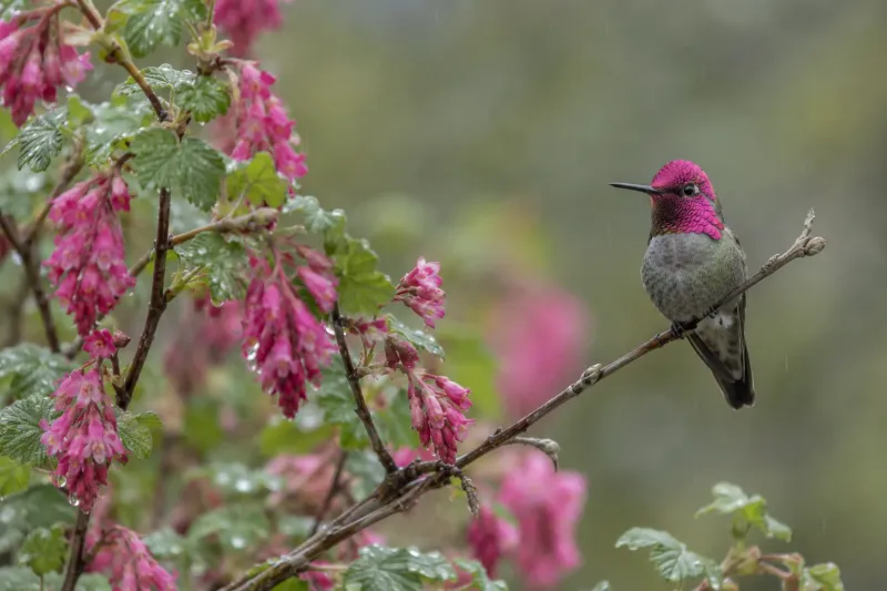 A mix of bloom times can extend the winter food window