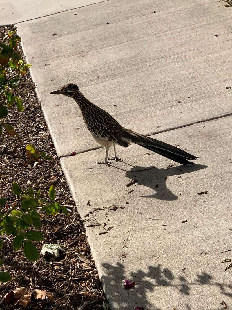 A mix of open ground and cover can fit roadrunner habitat