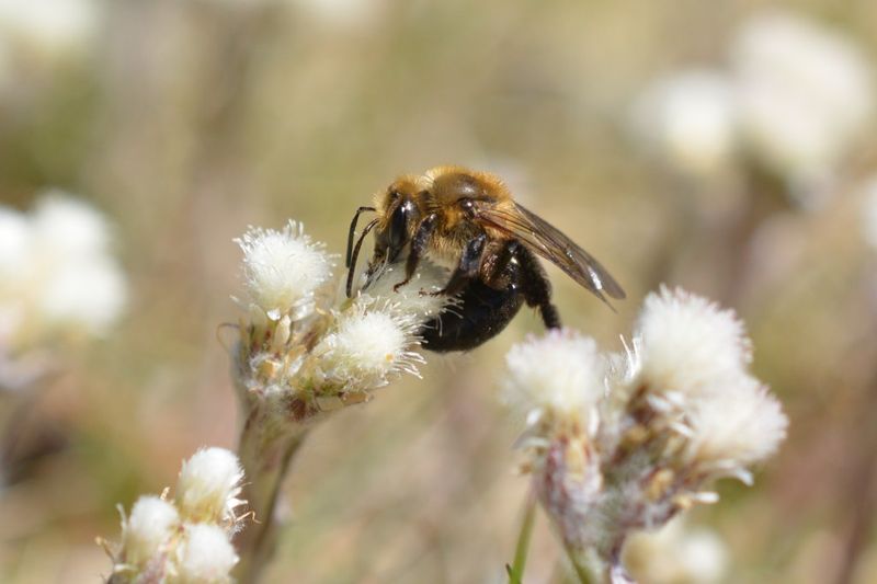 A modest container can still support native insects A modest container can still support native insects
