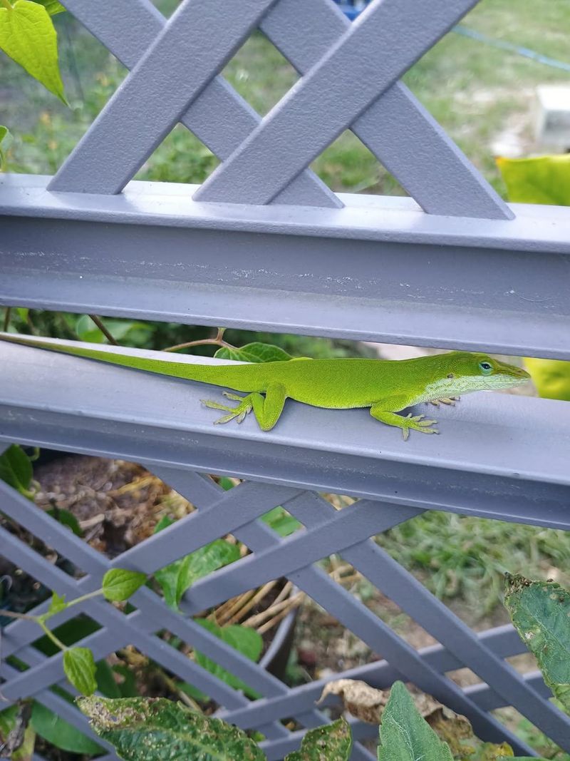 A native lizard found across North Carolina