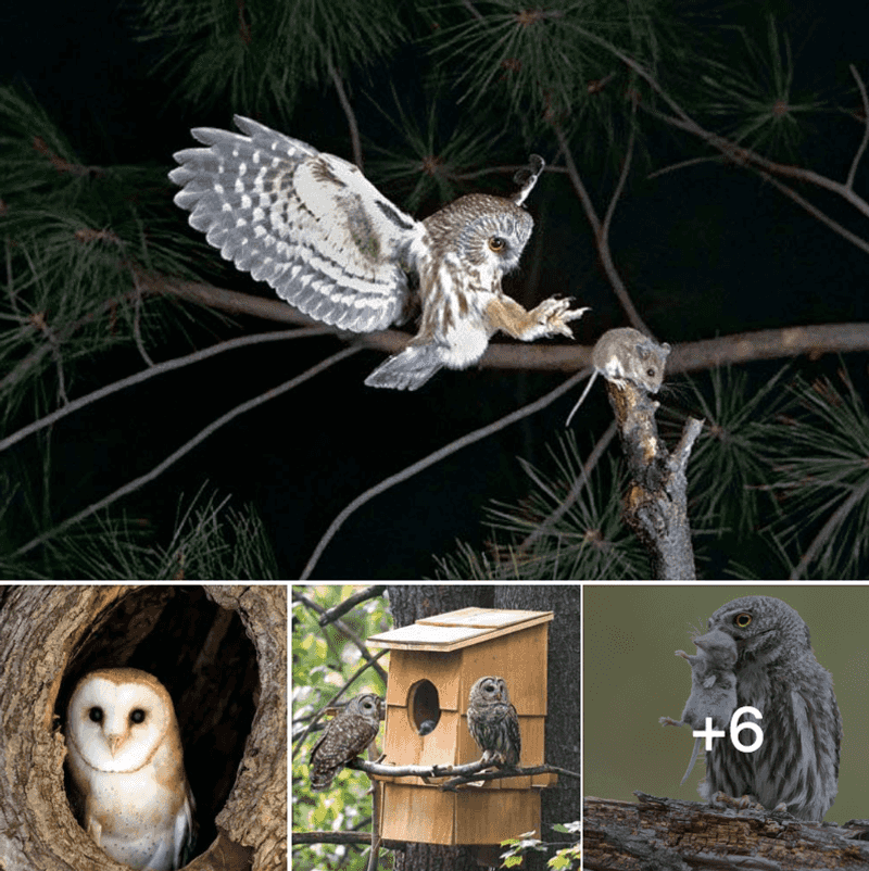 A nest box cannot promise a rat-free shed A nest box cannot promise a rat-free shed