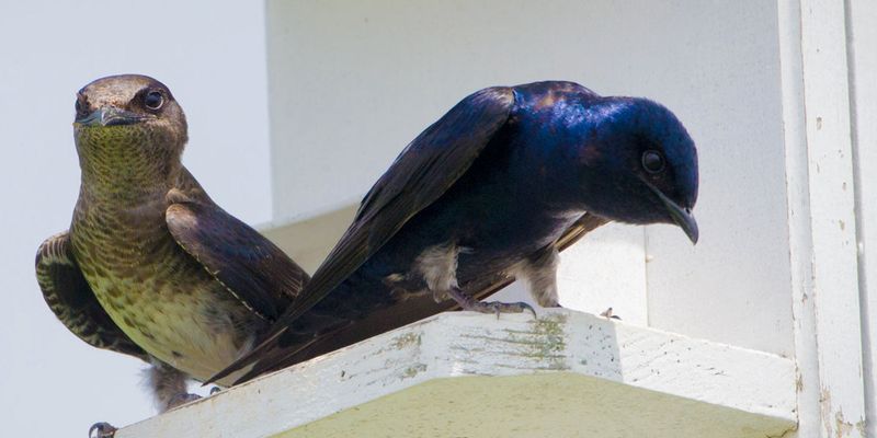 A new house may wait for younger birds