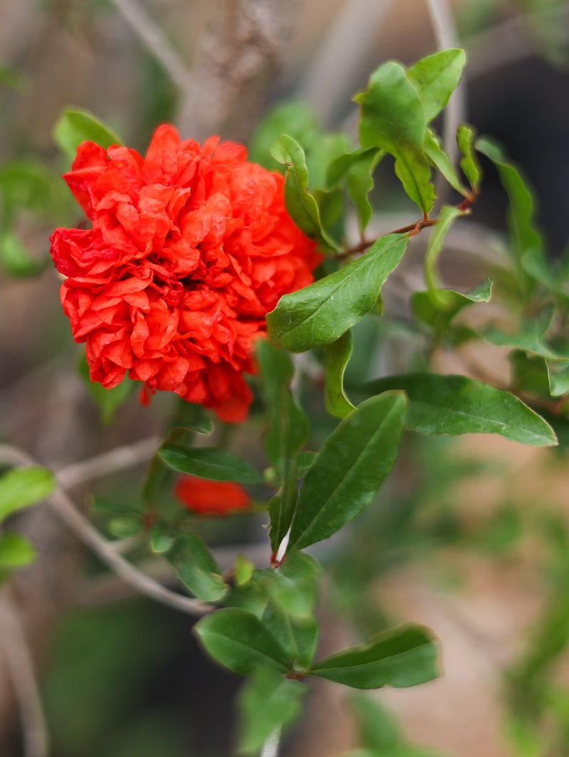 A new planting will not reliably fruit next summer