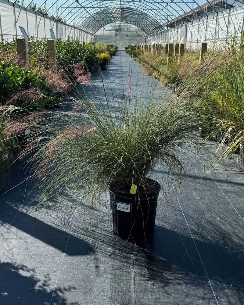 A nursery-grown clump is a practical way to begin