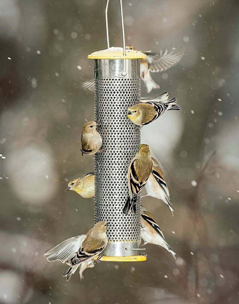 A nyjer feeder offers food, not a summons