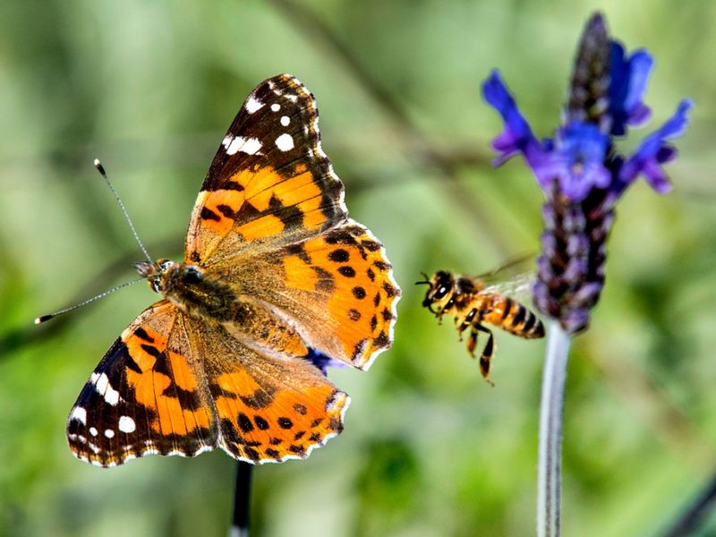A painted lady stream can mark seasonal movement