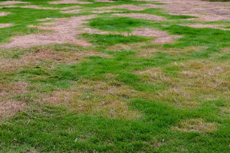 A patchy spring lawn does not diagnose compaction