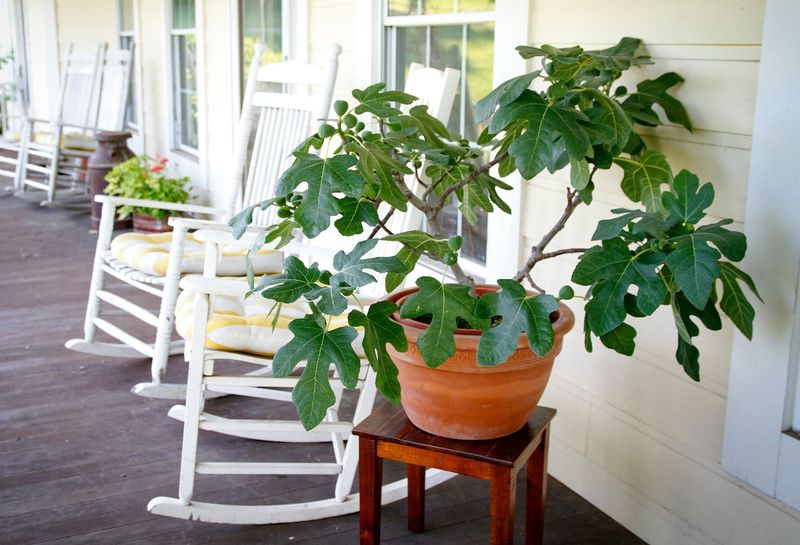 A patio fig needs a realistic size plan