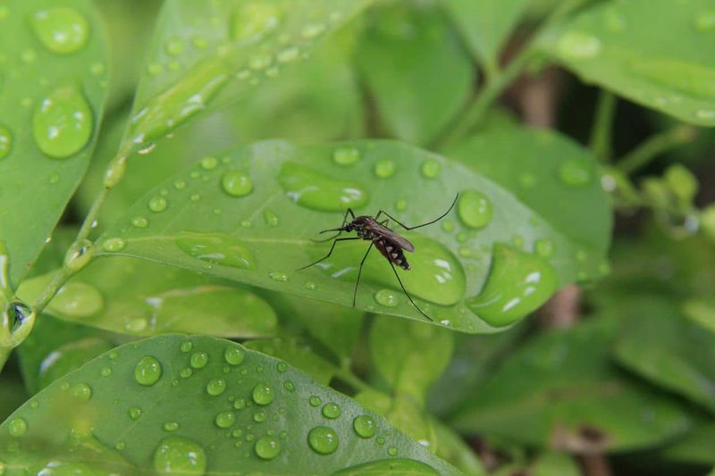 A patio plant cannot promise protection from both pests A patio plant cannot promise protection from both pests