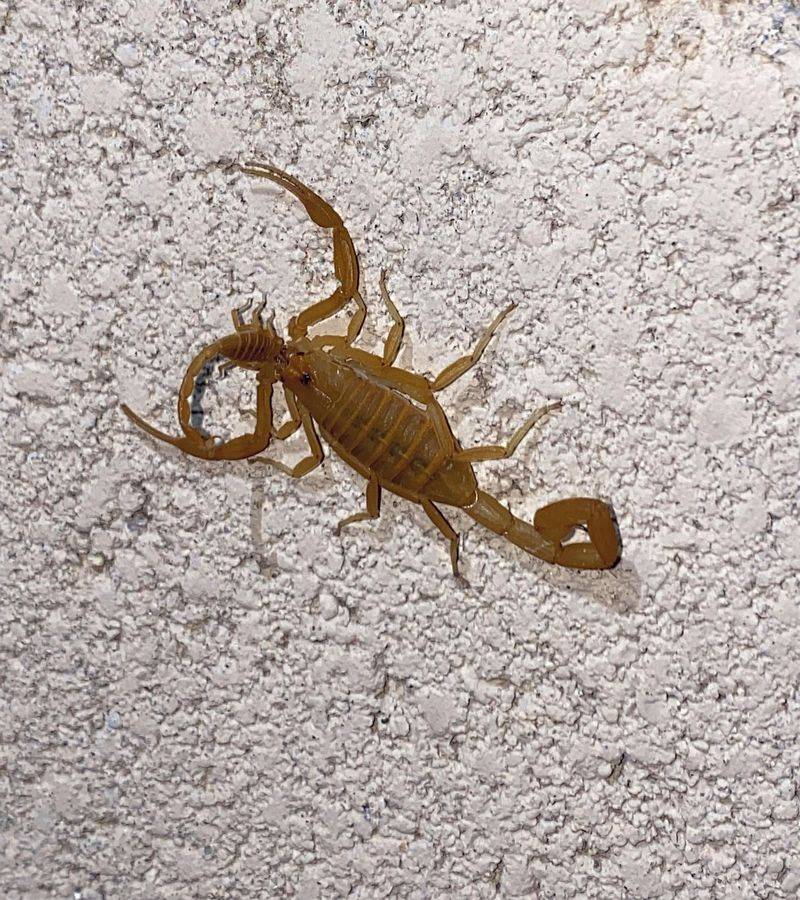 A patio sighting signals a nearby encounter risk, not an infestation A patio sighting signals a nearby encounter risk, not an infestation