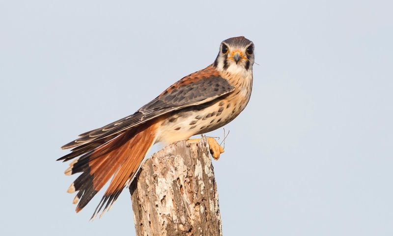 A perch may support hunting, but it cannot promise a visit