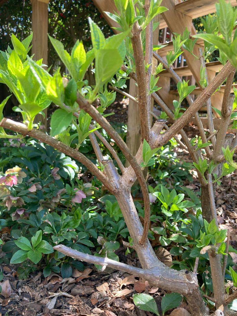 A poorly timed cut can remove next season’s flowers