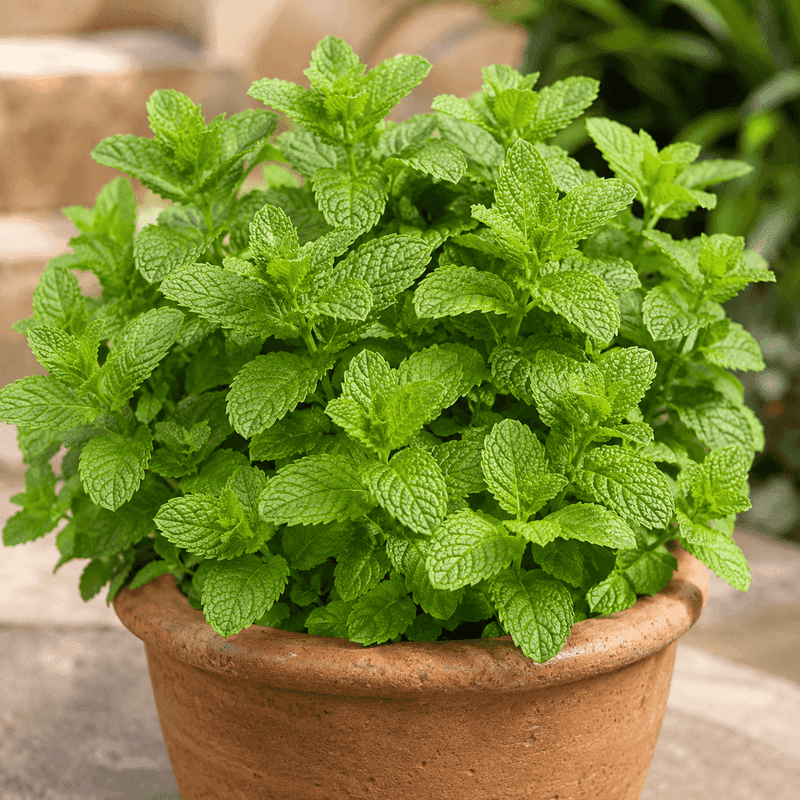 A porch herb is not a proven spider barrier