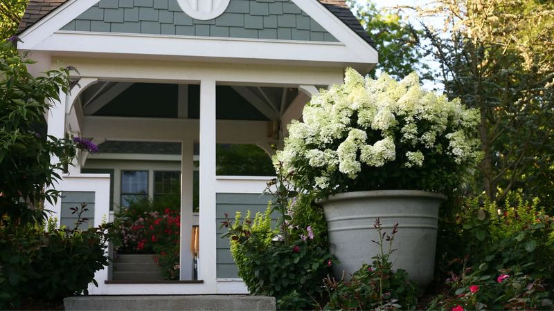 A pot can leave hydrangea roots more exposed to winter cold A pot can leave hydrangea roots more exposed to winter cold