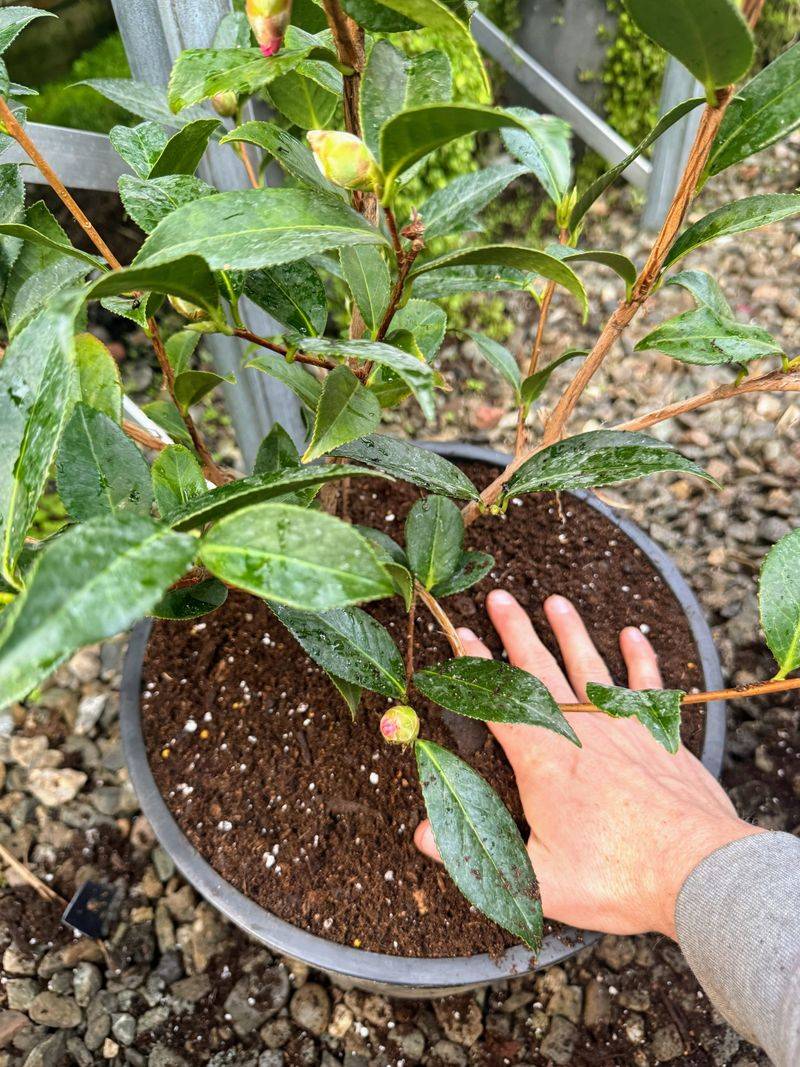 A pot manages the root zone, not every cause of yellow leaves