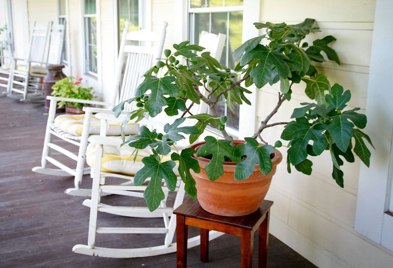 A potted fig is easier to shelter than an in-ground tree