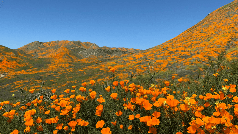 A practical path to possible spring flowers