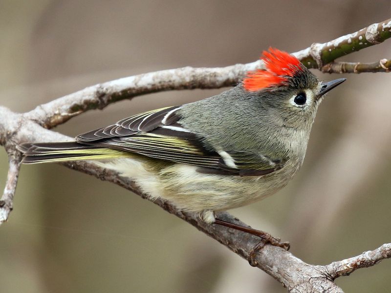 A quick flicker in the shrubs may be a ruby-crowned kinglet A quick flicker in the shrubs may be a ruby-crowned kinglet