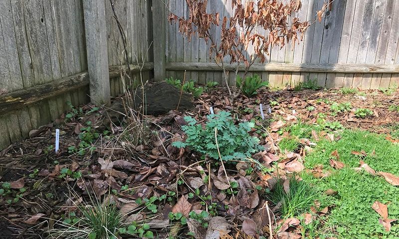 A quieter yard can preserve shelter