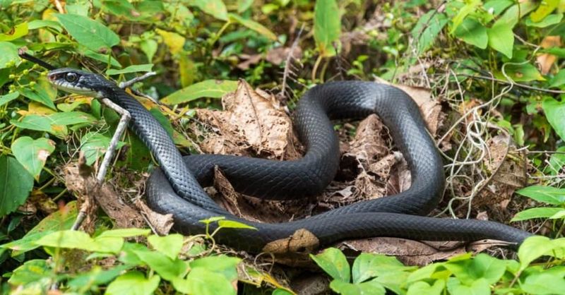 A racer along the garden edge fits ordinary habitat use A racer along the garden edge fits ordinary habitat use