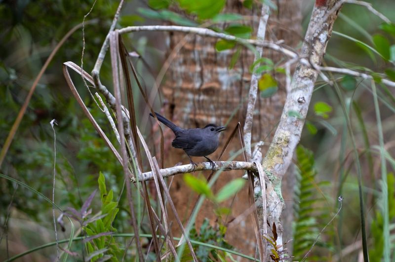 A raspy mew points toward a catbird