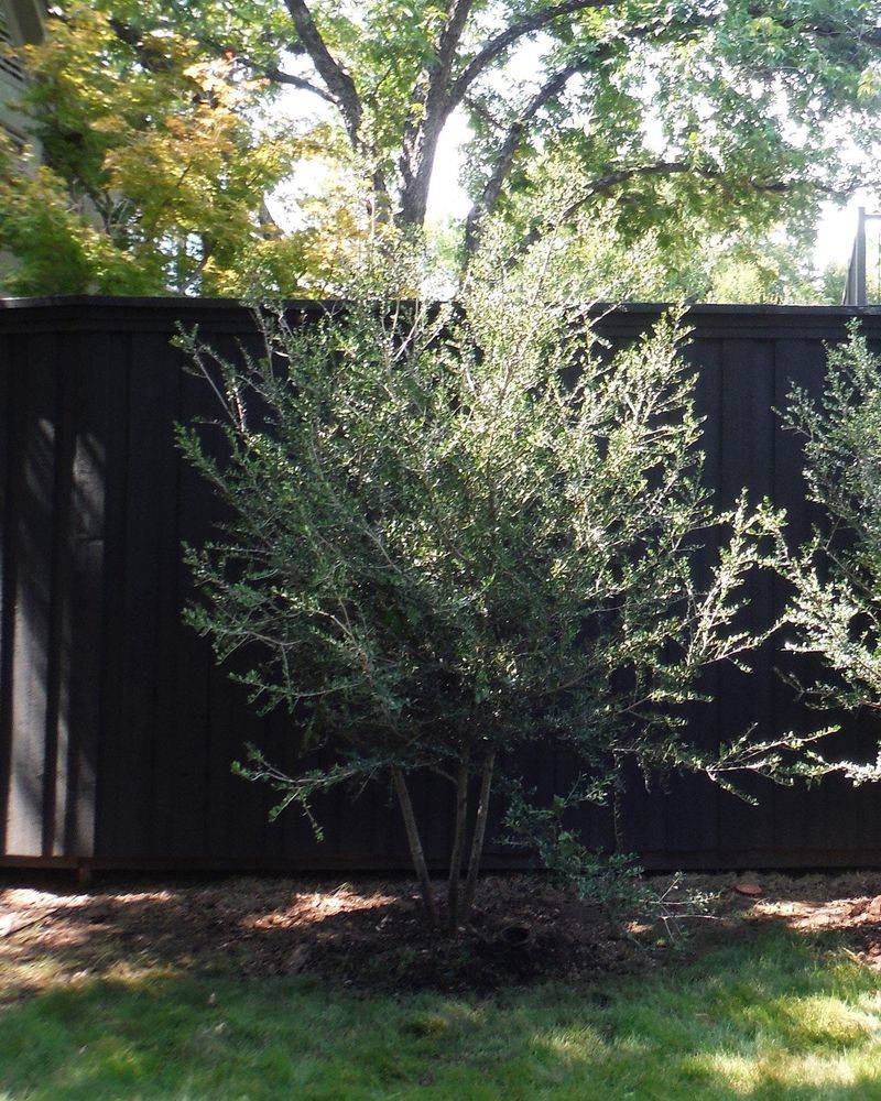 A relaxed screen needs less shaping than a clipped hedge