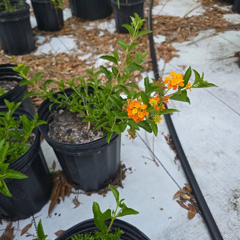 A reliable purchase starts with more than flower color