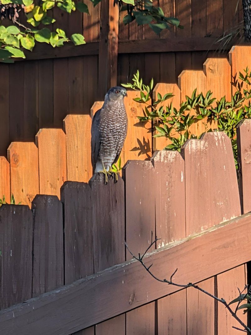 A returning hawk shows the yard is usable, not what its whole food chain looks like