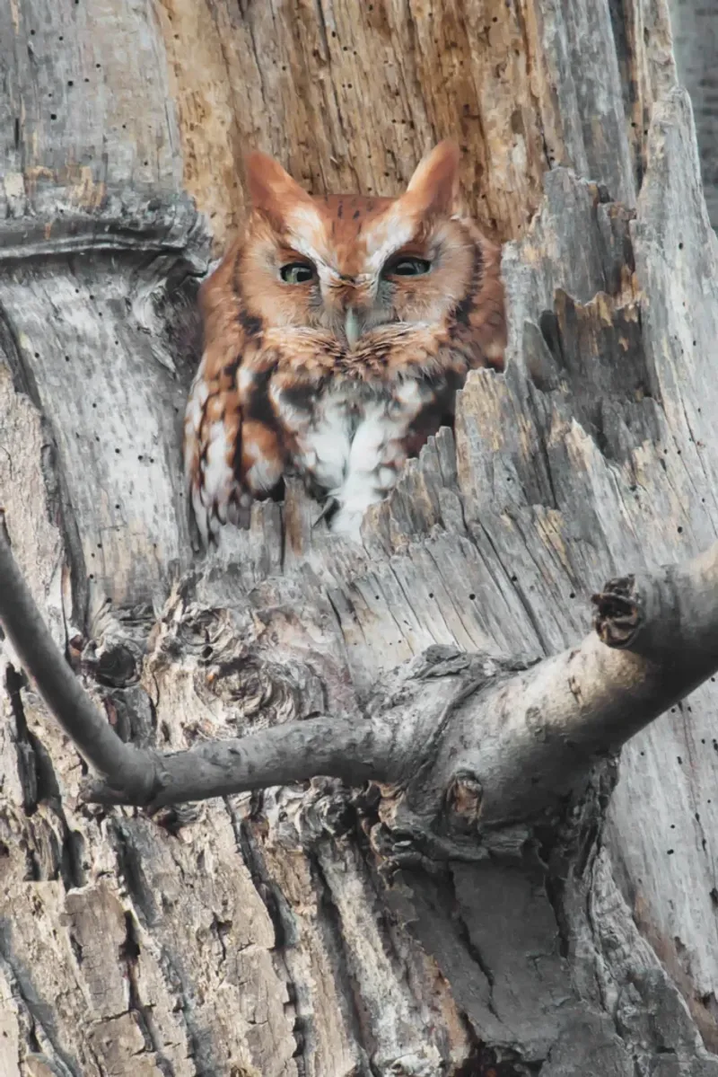 A returning owl points to habitat, not a yard diagnosis A returning owl points to habitat, not a yard diagnosis