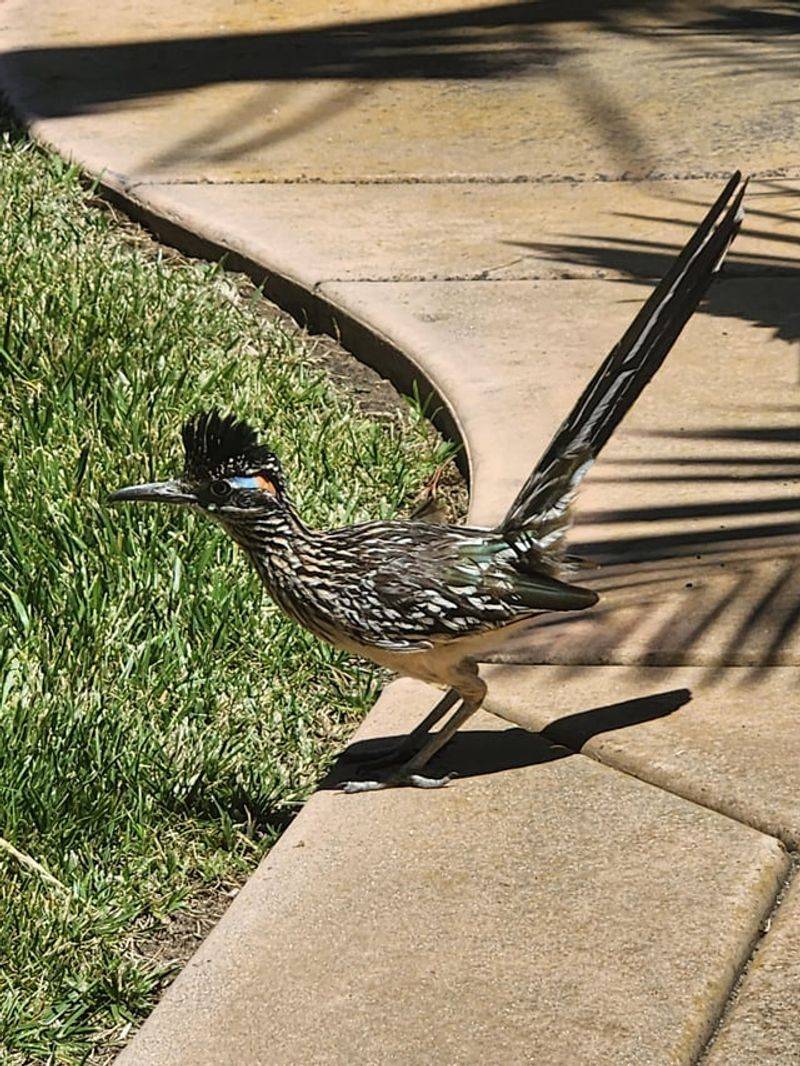 A returning roadrunner is a clue, not a yard diagnosis