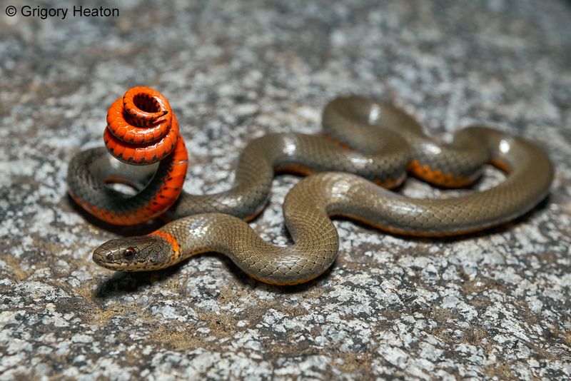 A ringneck snake may use your yard, but it is not everywhere in California A ringneck snake may use your yard, but it is not everywhere in California