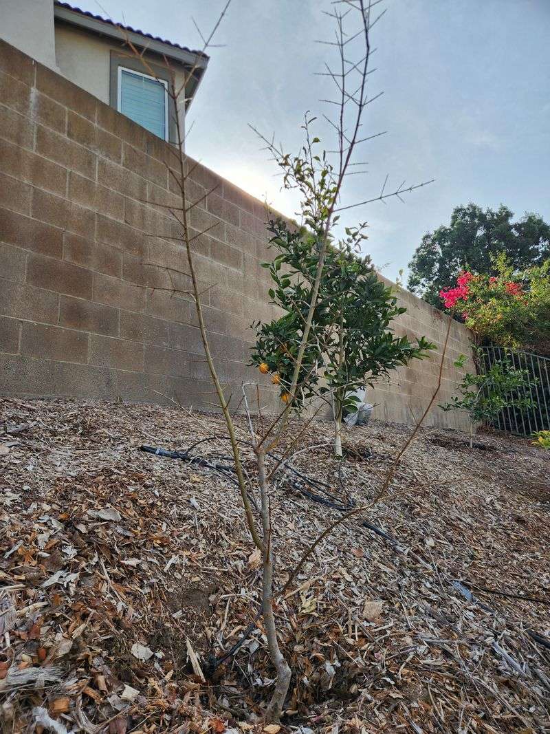 A selective plan protects the next crop