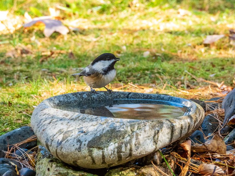 A shallow bath can offer another resource