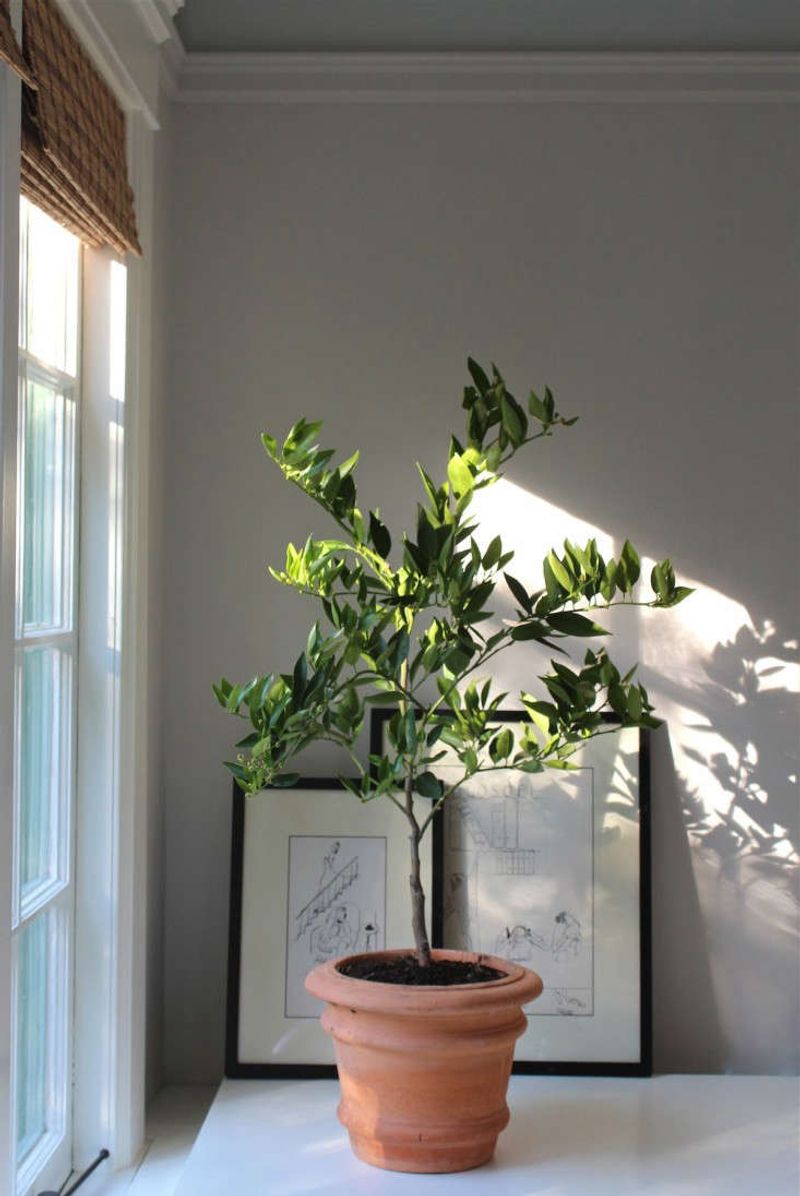 A sharp drop in light can trigger leaf loss