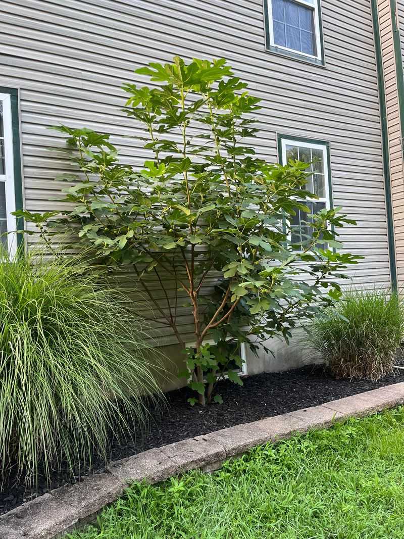 A sheltered planting site can help A sheltered planting site can help