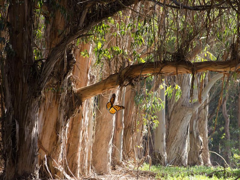 A sheltered yard is not an overwintering grove A sheltered yard is not an overwintering grove