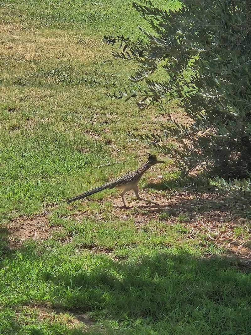 A short lawn is not the same as a habitat-poor yard A short lawn is not the same as a habitat-poor yard