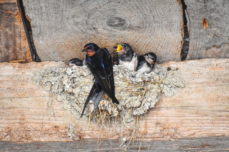 A shrub is only one small part of Barn Swallow habitat