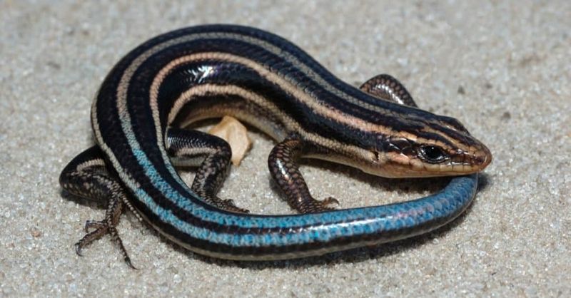 A sighting is not a soil test