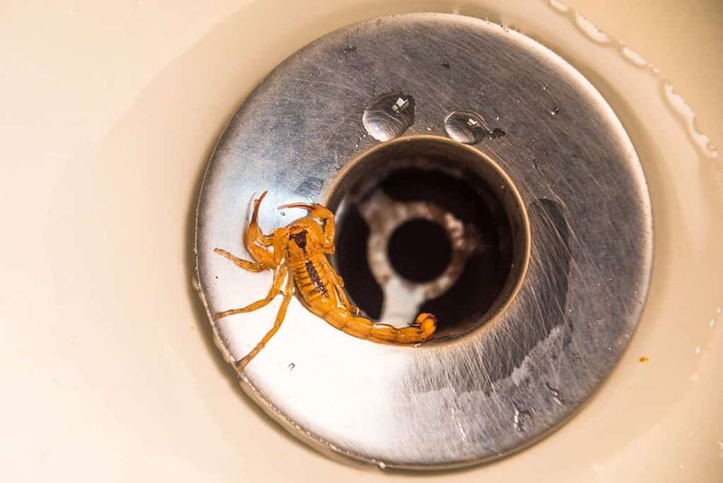 A slippery fixture could trap a wandering scorpion