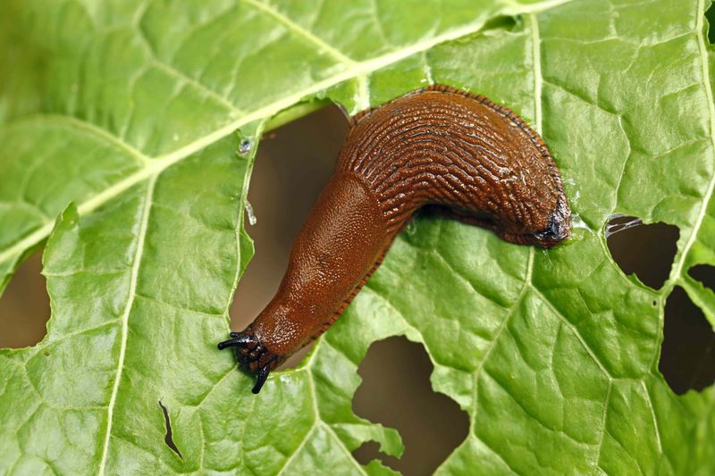 A slug meal does not prove garden pest control