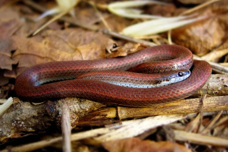 A slug specialist is not proven garden pest control